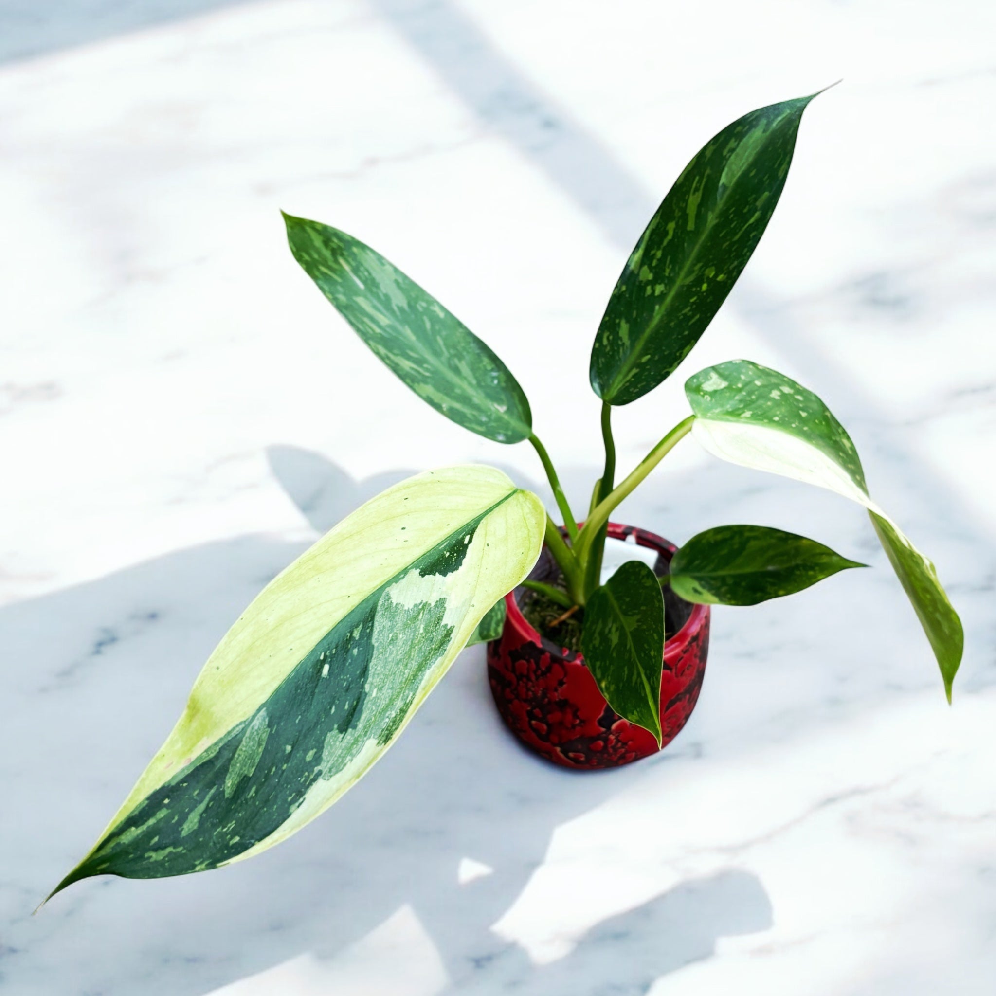 Philodendron Jose Buono (Taiwan)