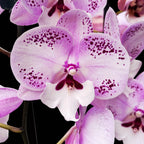 Phalaenopsis GC Reyoung Freckle (Duża warga)