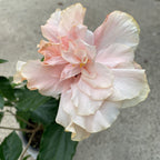 Hibiscus rosa - sinensis - Hibiscus japonais à fleur double crème