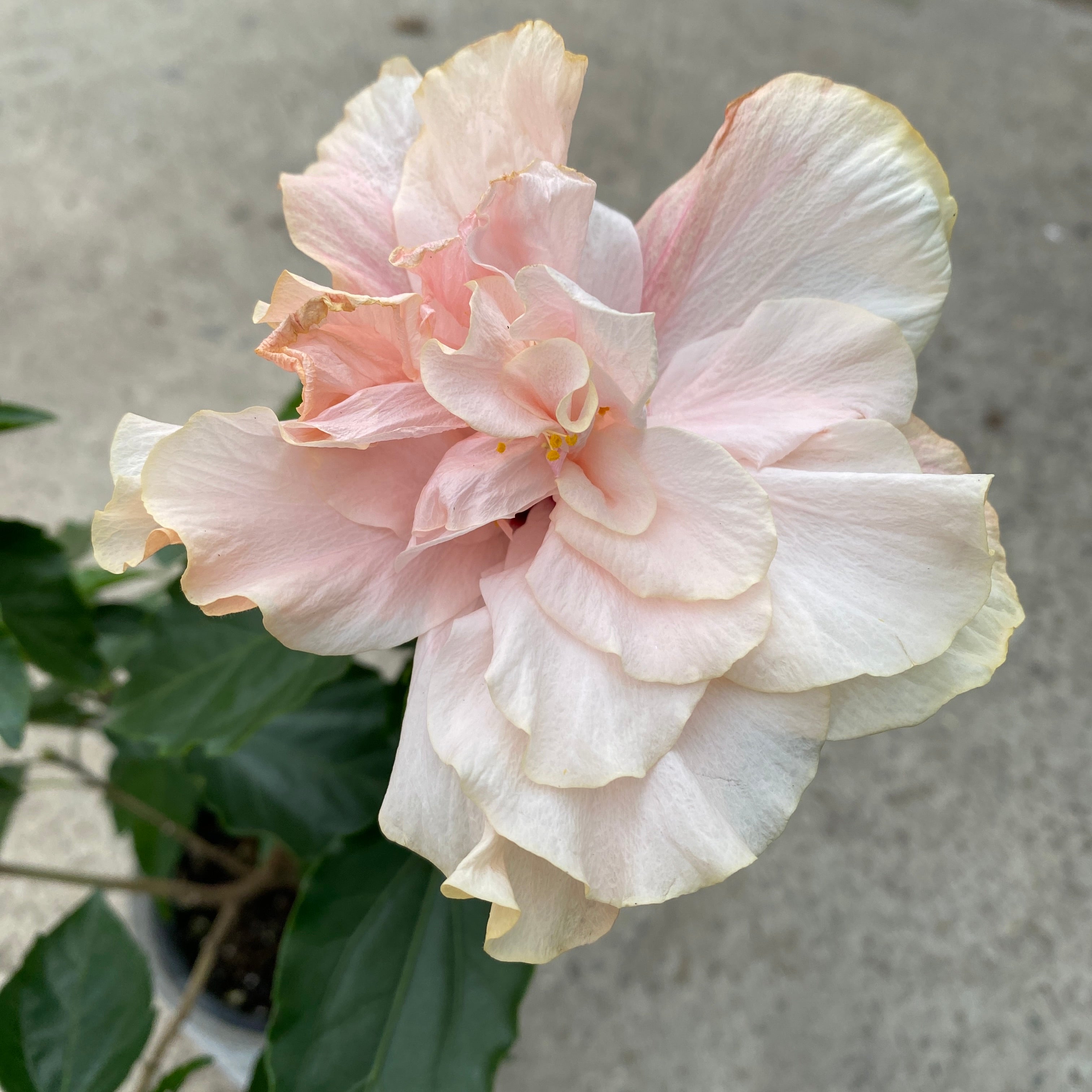 Hibiscus rosa - sinensis - Hibiscus japonais à fleur double crème