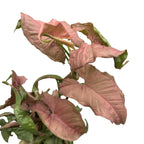 Syngonium podophyllum Pink