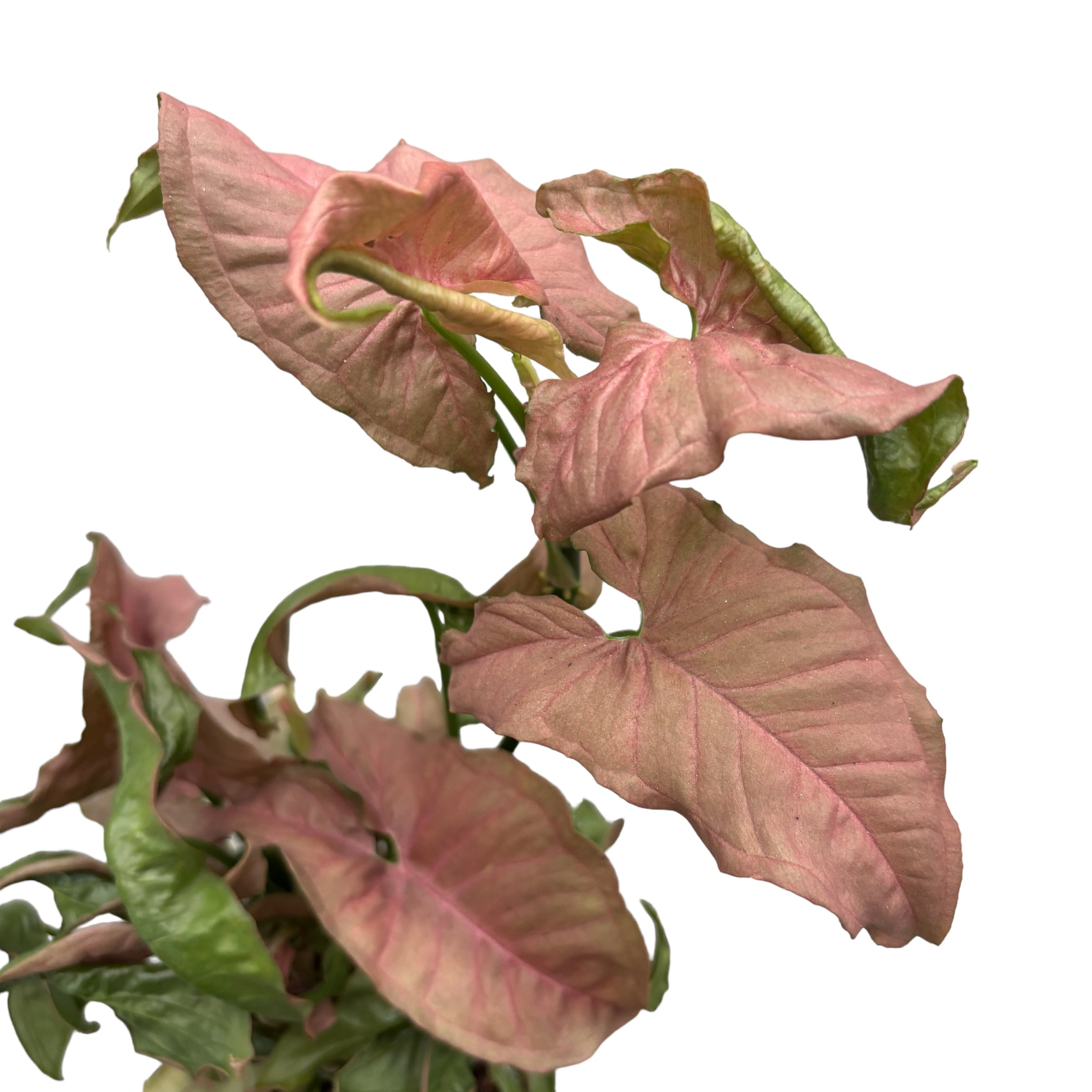 Syngonium podophyllum Pink