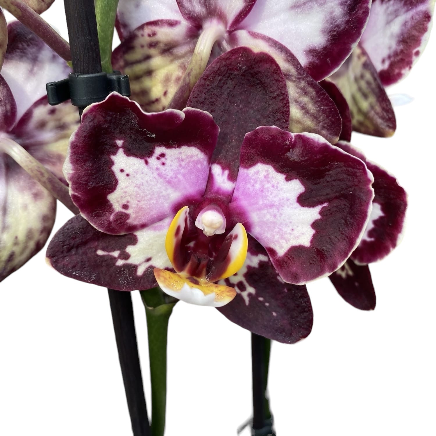 Phalaenopsis « Limited #59 » (fleurs cireuses)