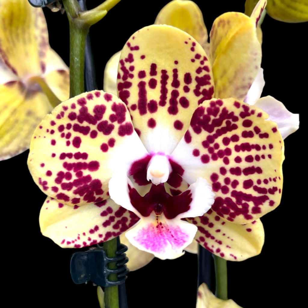 Phalaenopsis Orient Express (Phal. Daisy)