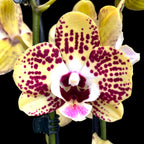 Phalaenopsis Orient Express (Phal. Daisy)