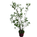 Iasomie parfumata, floare dubla - Philadelphus 'Virginal' (Mock Orange) - exemplare mari!