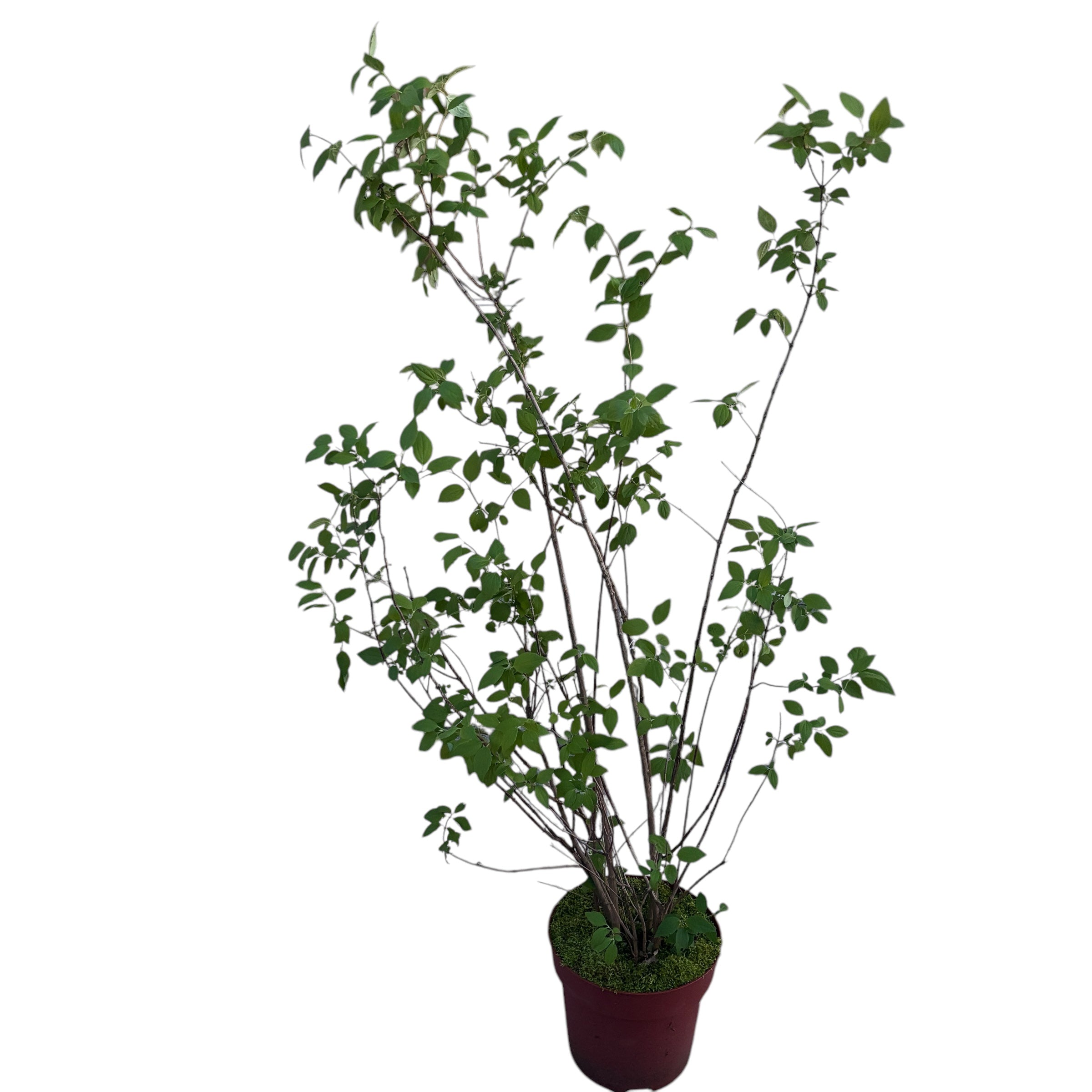 Iasomie parfumata, floare dubla - Philadelphus 'Virginal' (Mock Orange) - exemplare mari!