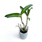 Dendrobium Taiwan Helix (Den. helix × Doctor Uthai)