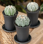 Astrophytum asterias (Silberdollar-Kaktus) - Sammleredition