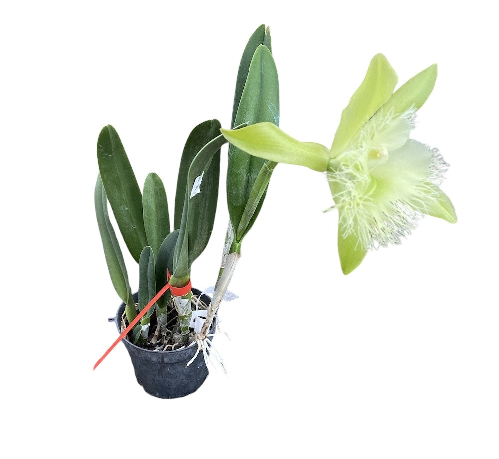 Rhyncholaelia digbyana 'Green Giant' FCC/AOS