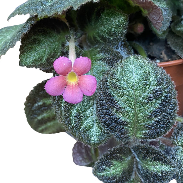 Episcia Pink Panther (2-3 Pflanzen/Topf)