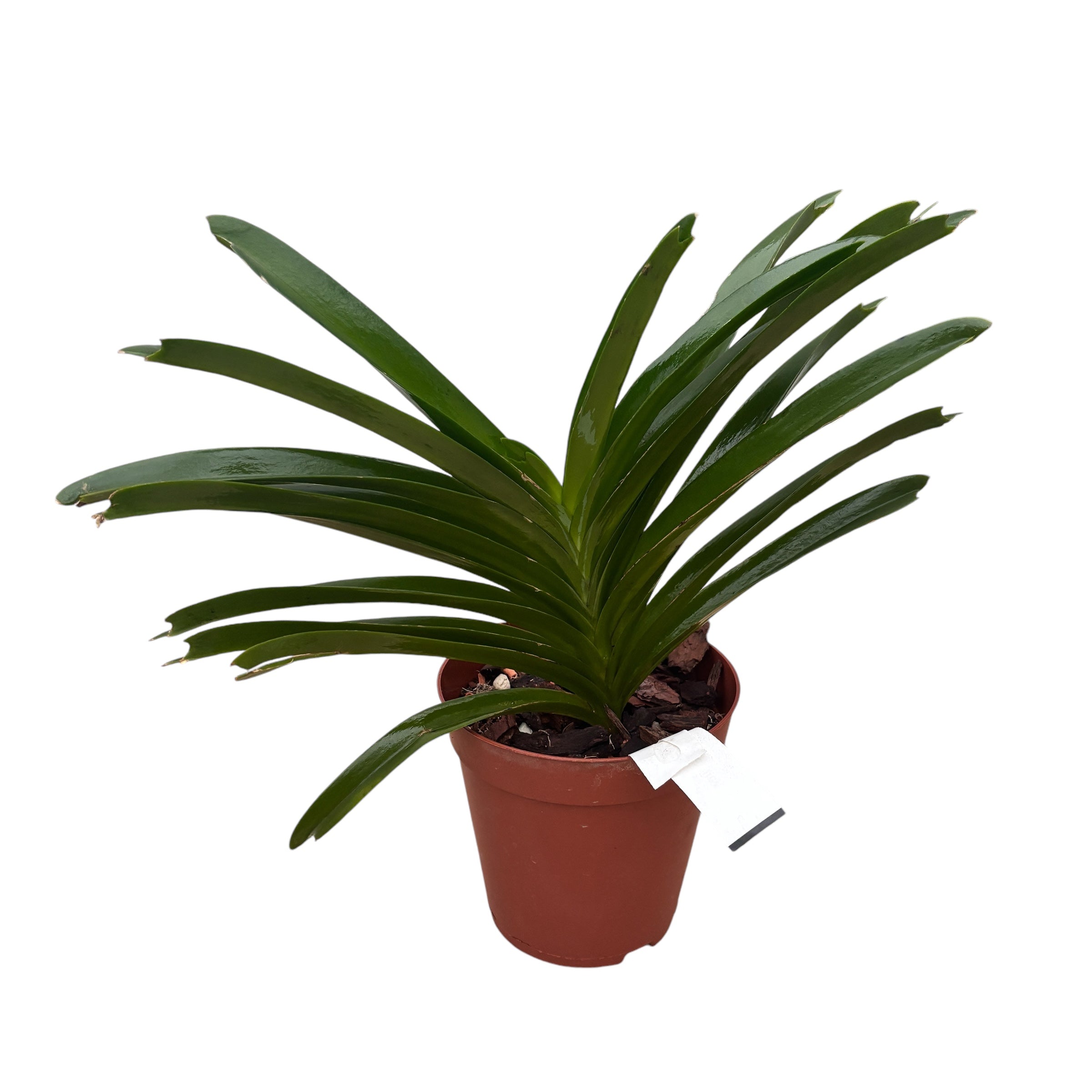 Van. Ploenpit Blue parfumat