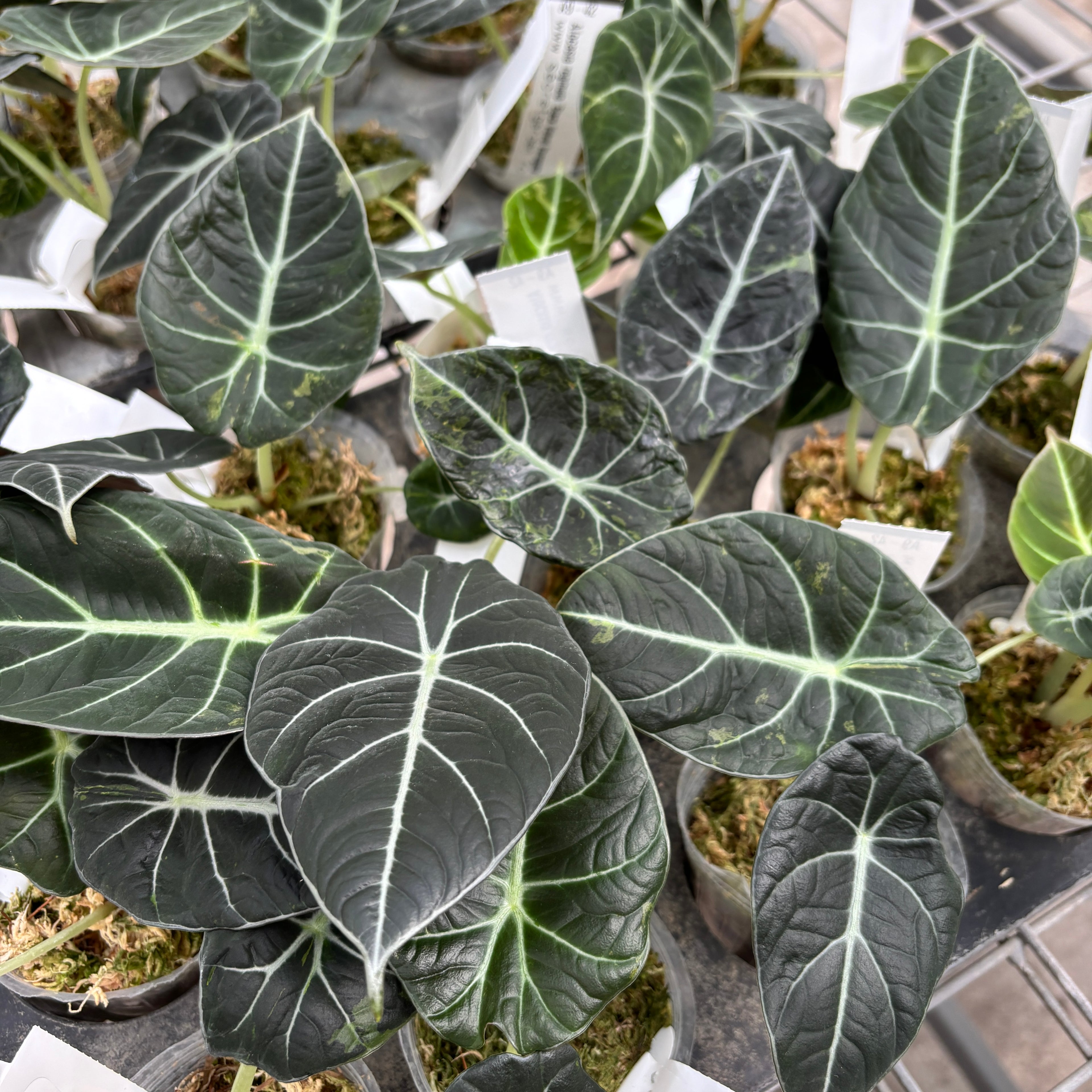 Alocasia reginula 'Black Velvet Variegata'