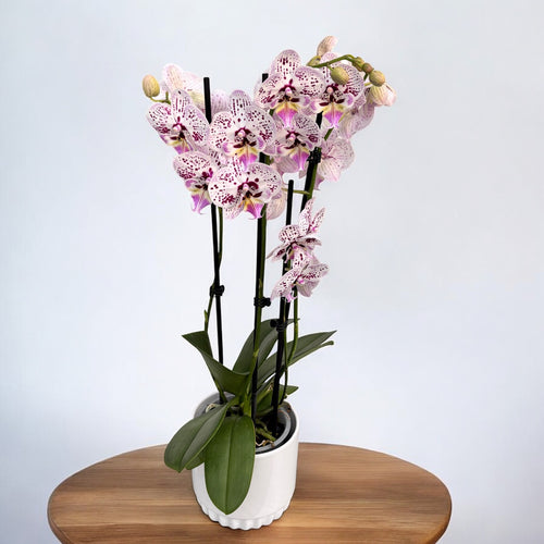 Phalaenopsis Expressions Big Lip