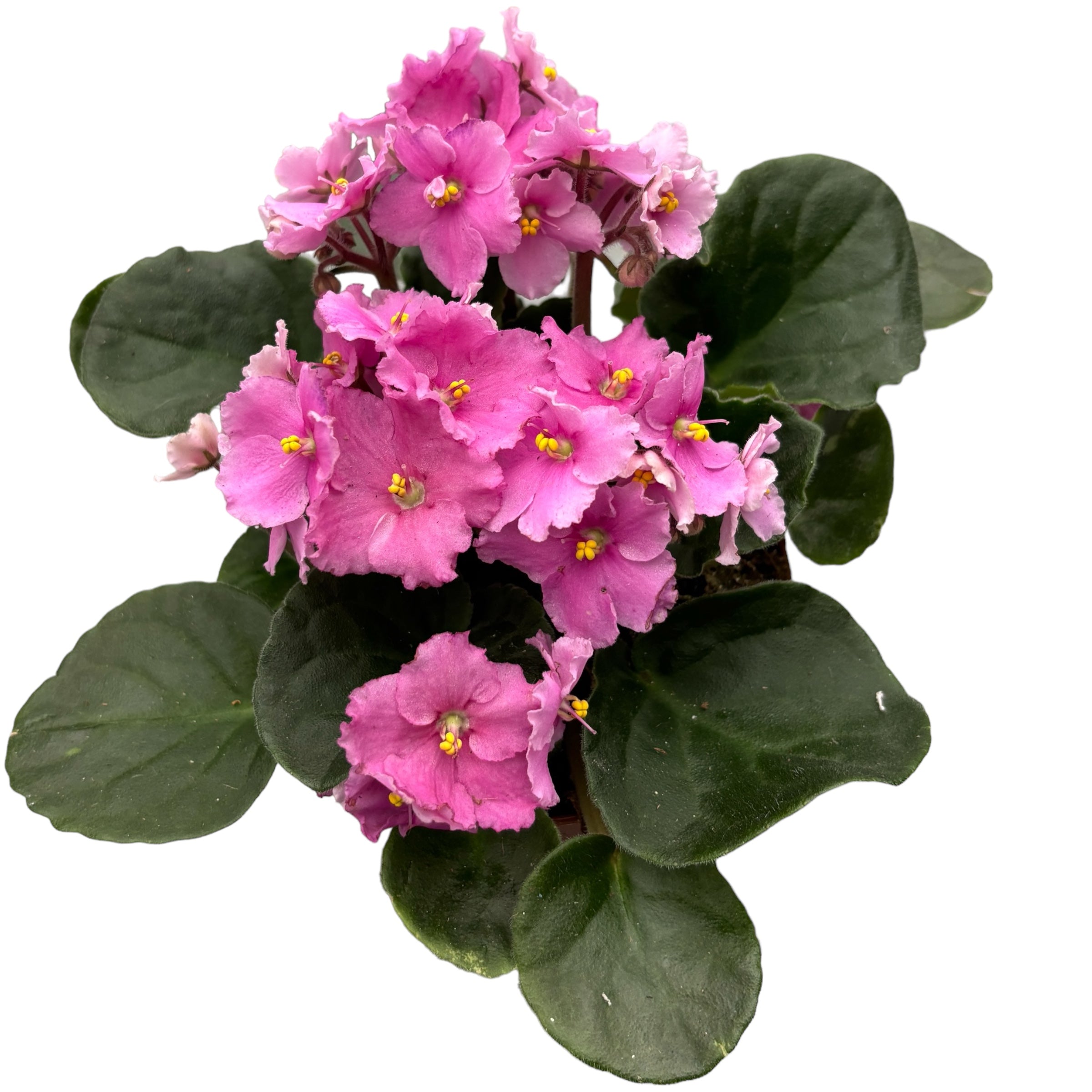 Saintpaulia Teresa - violete crete roz