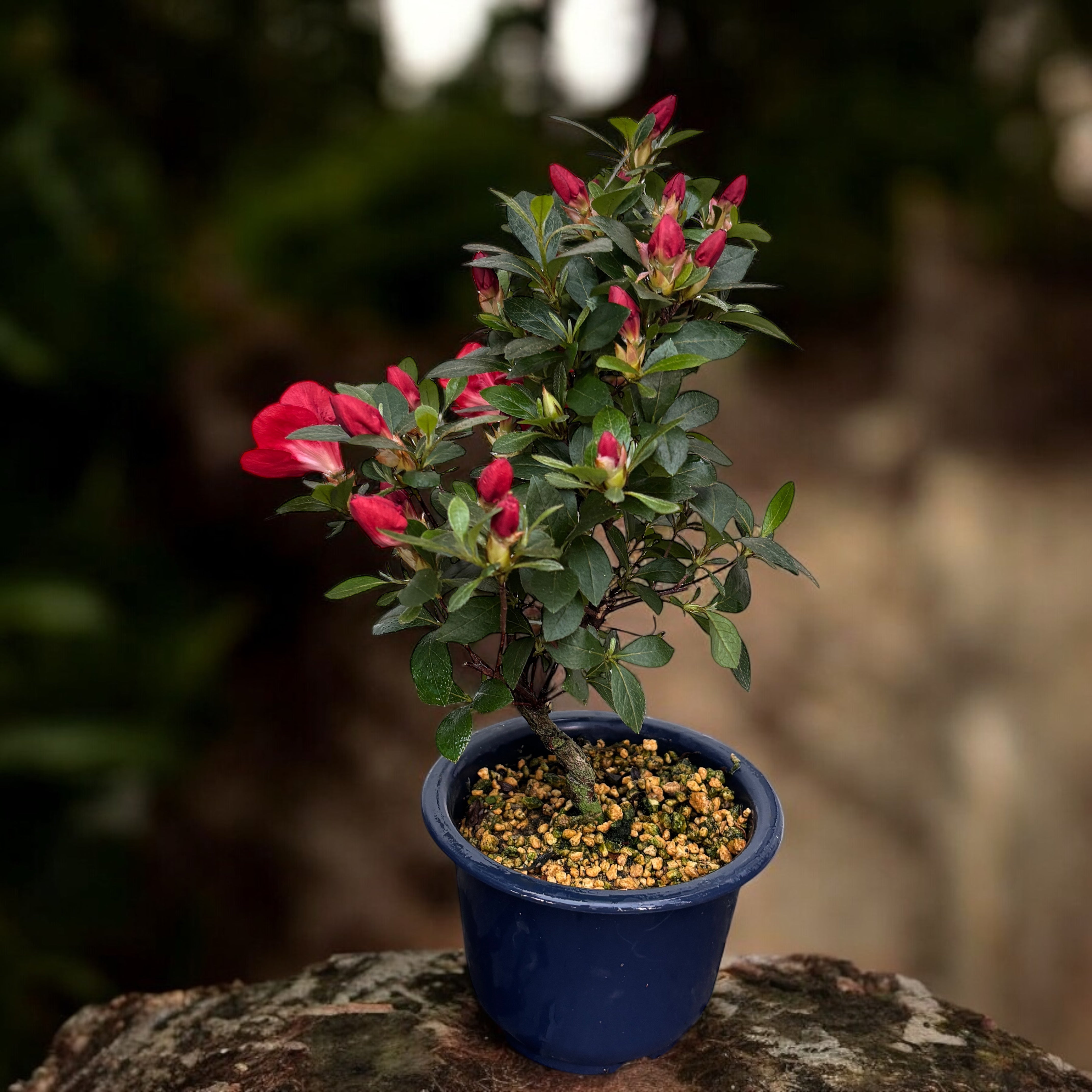 Bonsai Rhododendron indicum 'Benibeni' - Azalee japoneza cu flori