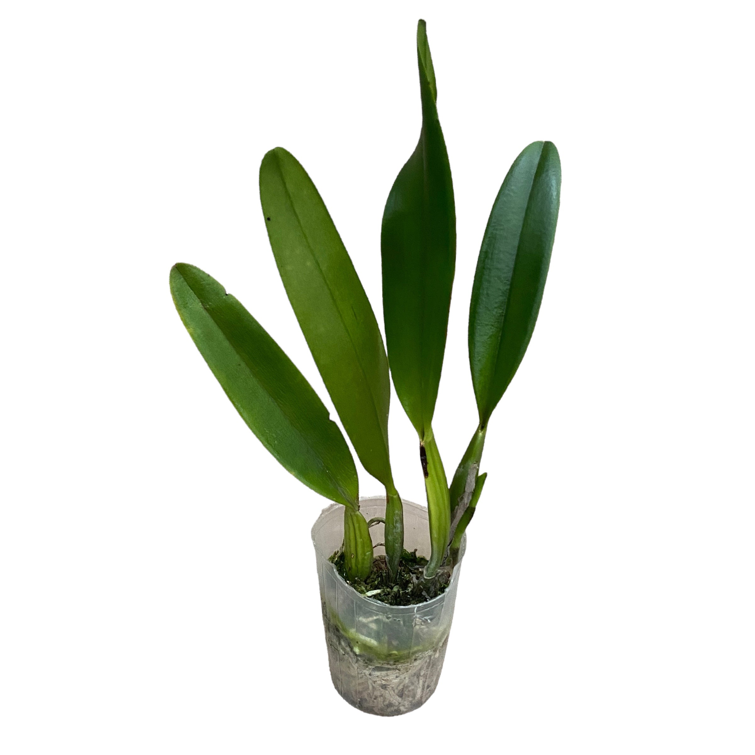 Cattleya Prism Palette 'Mischief' AM/AOS vonná