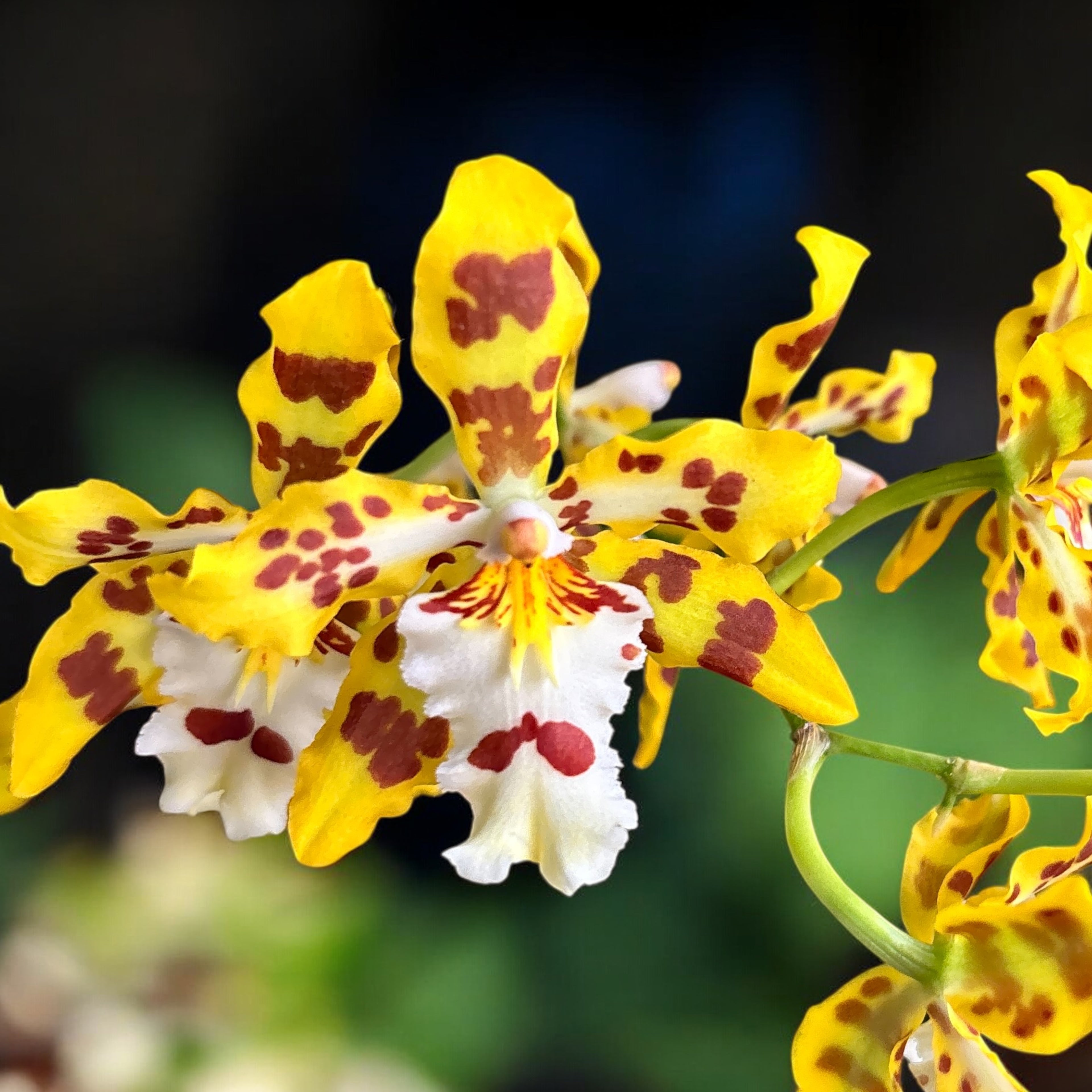 Odontocidium Remember Burkhard Holm (geurende bloemen)