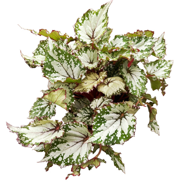 Begonia ‘Asian Tundra’