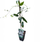 Clematite evergreen, parfumate - Clematis armandii