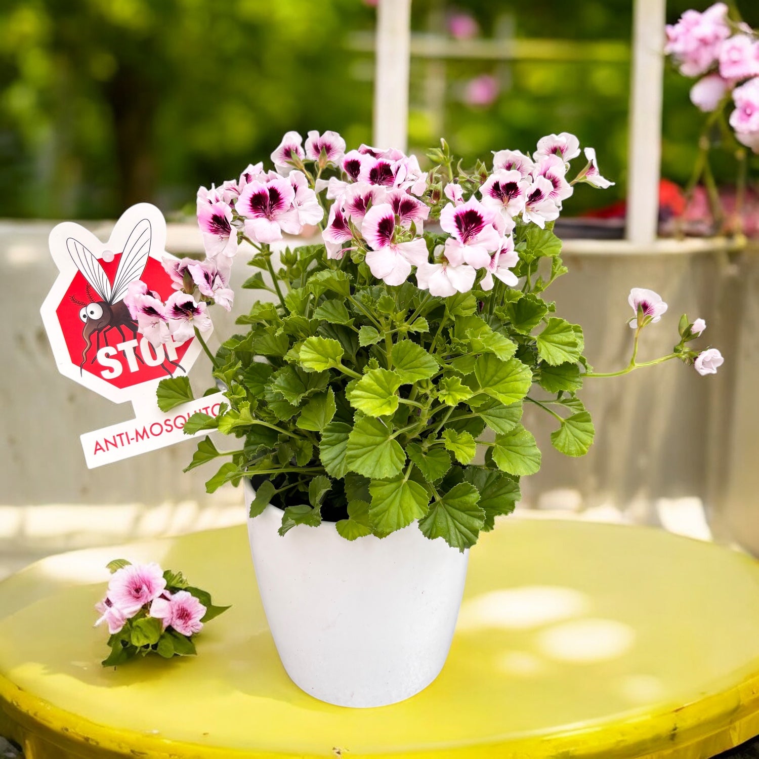 Muscate antitantari parfumate - Pelargonium 'Lizzy' (Anti-Mosquito)