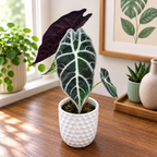 Alocasia longiloba 'Watsoniana Lightning'