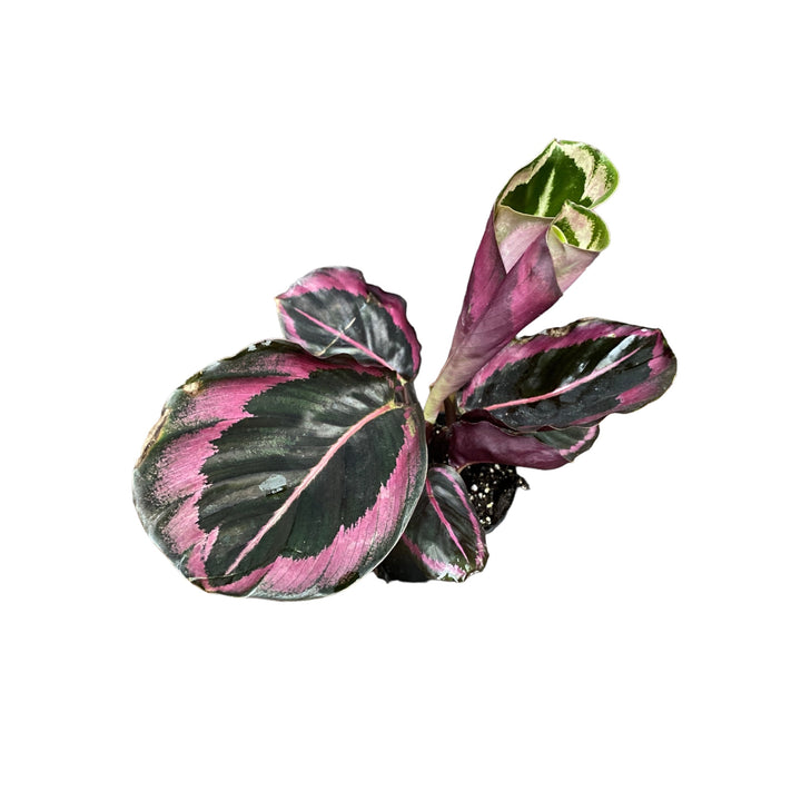 Calathea roseopicta Surprise Star (babyplant)