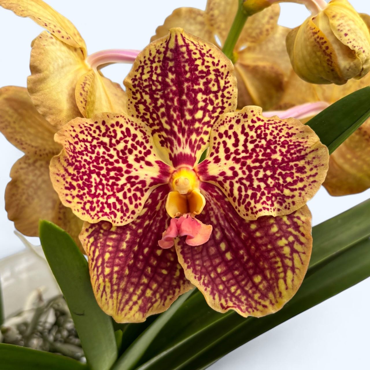 Vanda SUNANDA Retro Red (Ansu) – Secret Garden Plant Shop