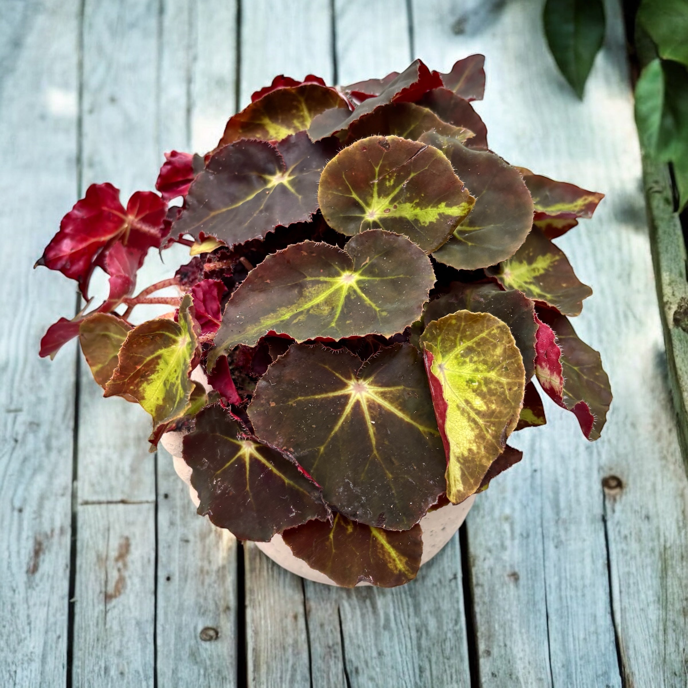 Begonia magic colours 'Montuno’