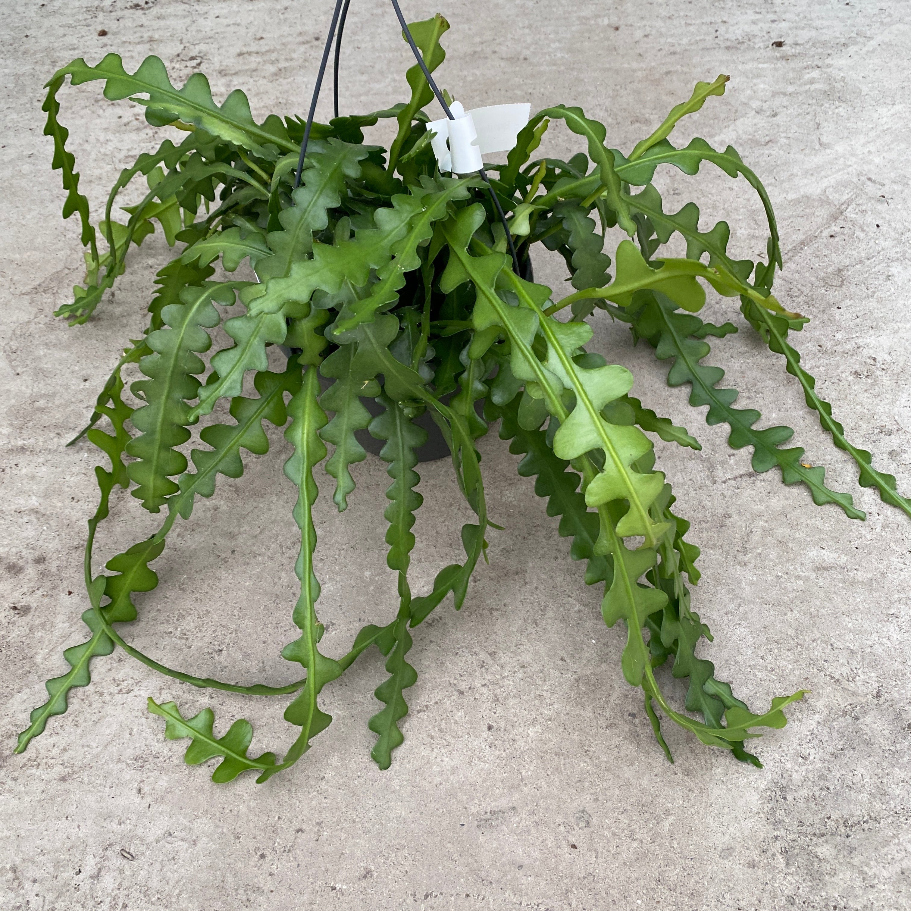 Epiphyllum anguliger XXL - cactusul orhidee (Zig Zag Cactus)