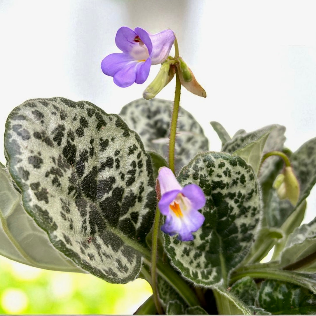 Streptocarpus 'Pretty turtle'