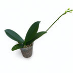 Phalaenopsis Younghome Pure Ballet