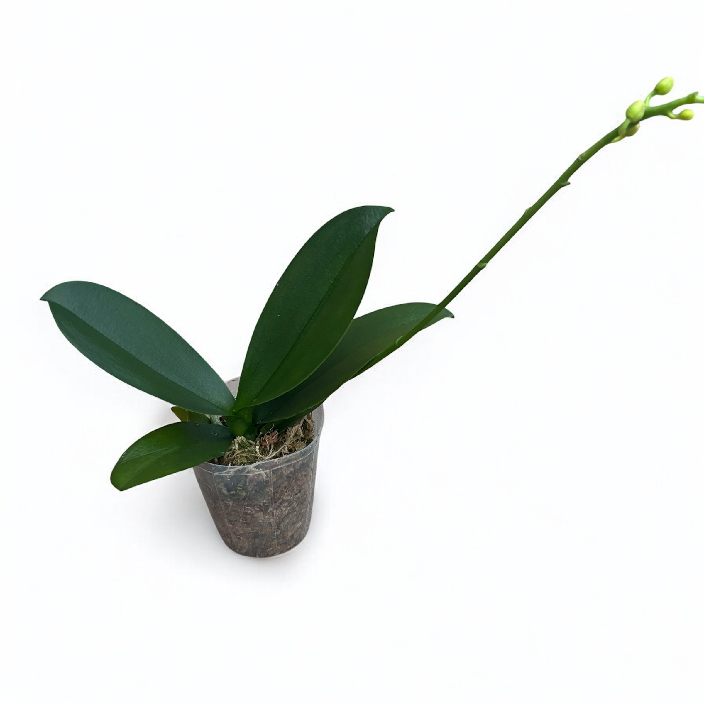 Phalaenopsis Younghome Pure Ballet