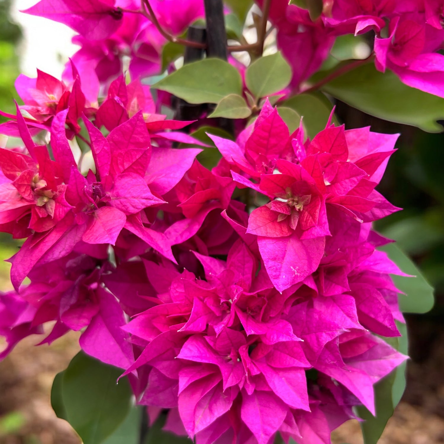 Bougainvillea cu flori duble - Bougainvillea dobrada 'Pink' (roz-ciclam)