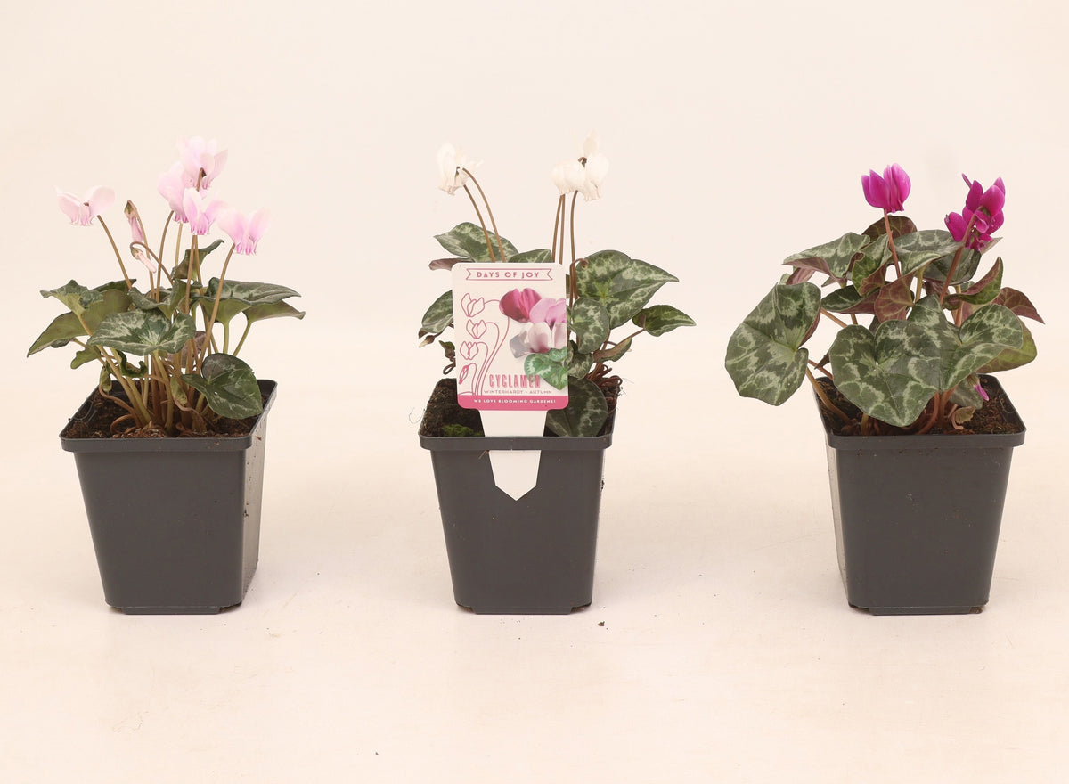 Cyclamen hederifolium mix - Autumn cyclamen