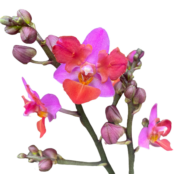 Phalaenopsis Liu's Triprince 'Pink' (peloric)