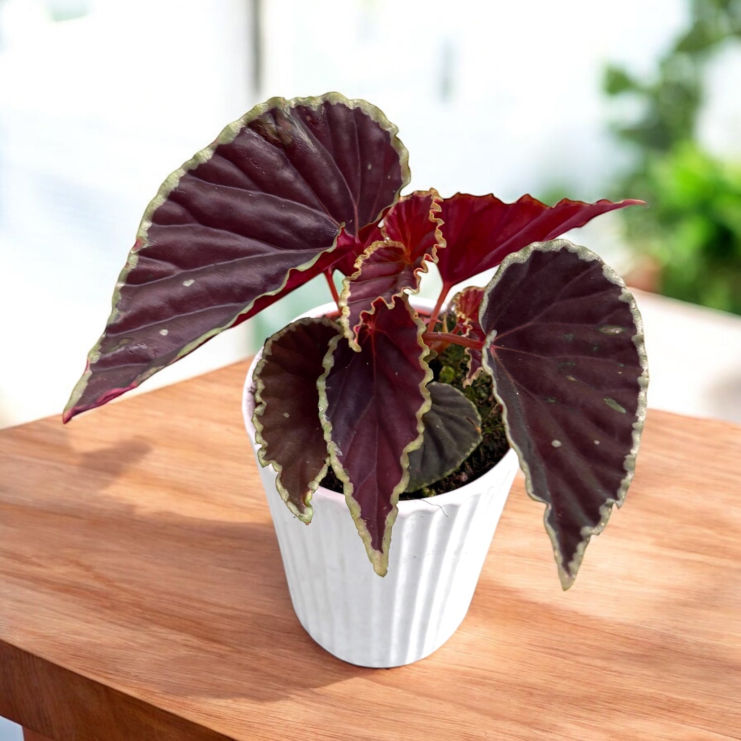 Begonia darthvaderiana ‘Green Spots’ – bijuteria tropicala cu frunzis catifelat si pete verzi luminoase