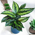 Calathea (Goeppertia) ‘Beauty Star’ - planta paun cu accente luminoase