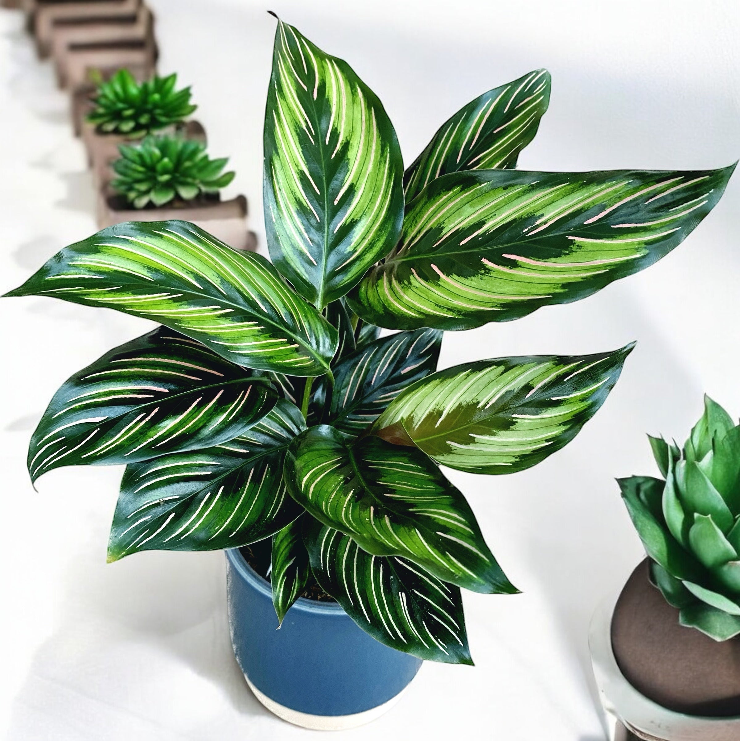 Calathea Beauty Star (Pinstripe)