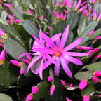 Rhipsalidopsis „Pink“ (ružová pastelová kvetina) 4 rastliny/kvetináč