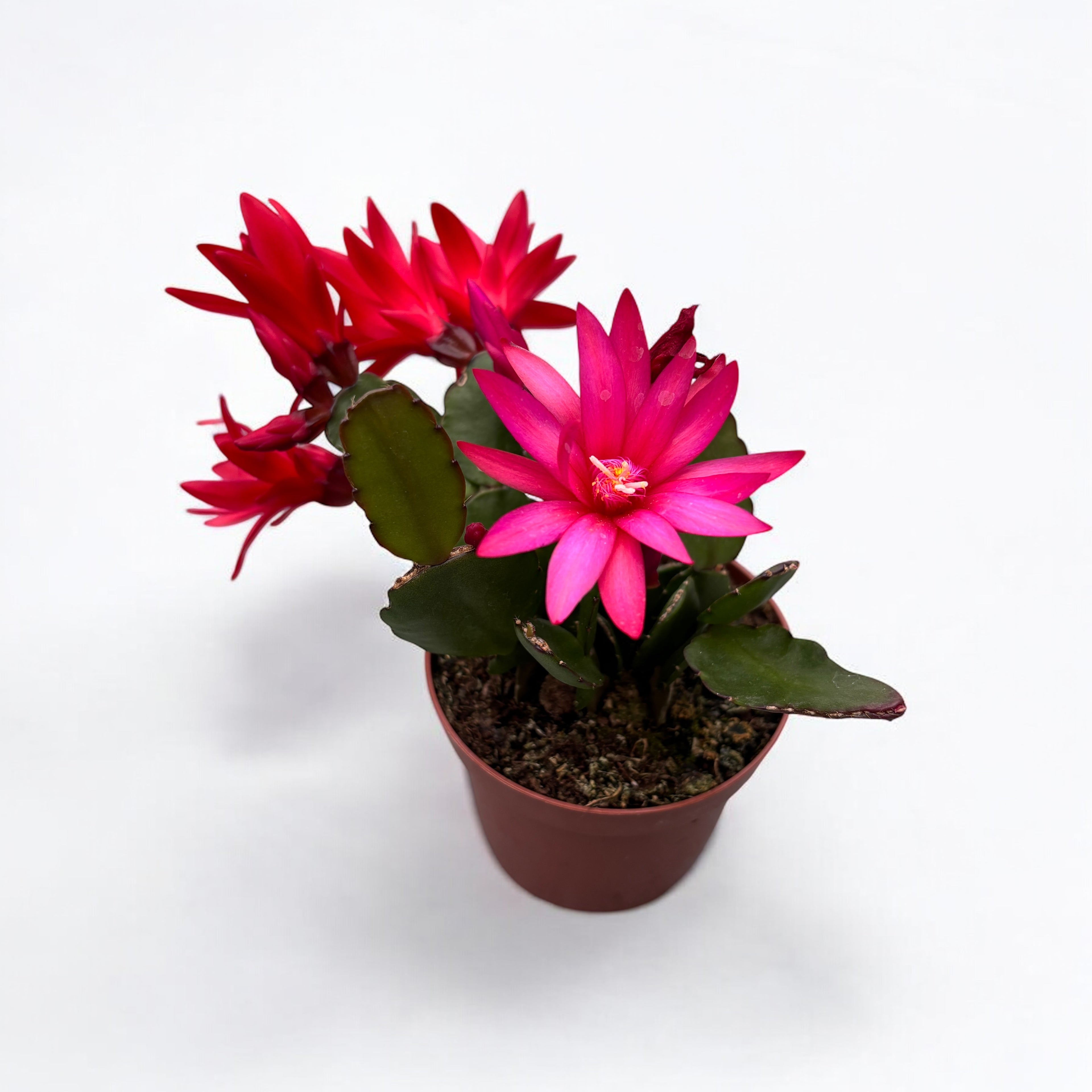 Rhipsalidopsis ‘Red-Pink’ (floarea pastelui)- 2 culori/ghiveci