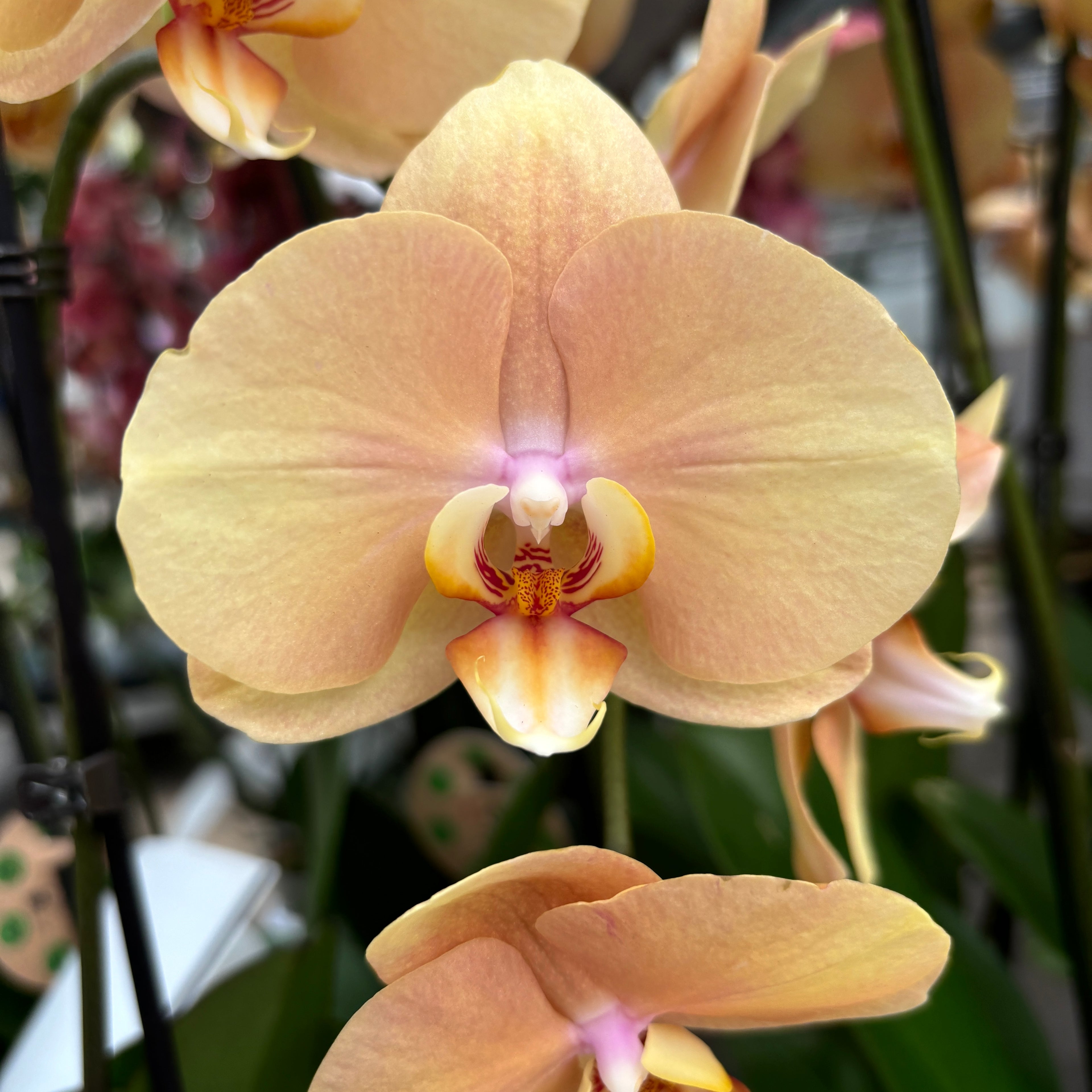 Phalaenopsis Golden River