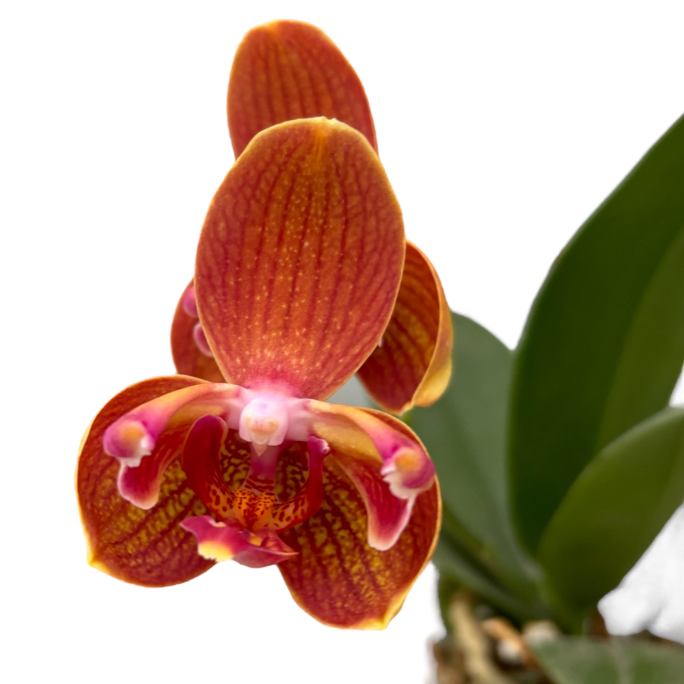 Phalaenopsis Miki Cute Melody '495' (peloric)