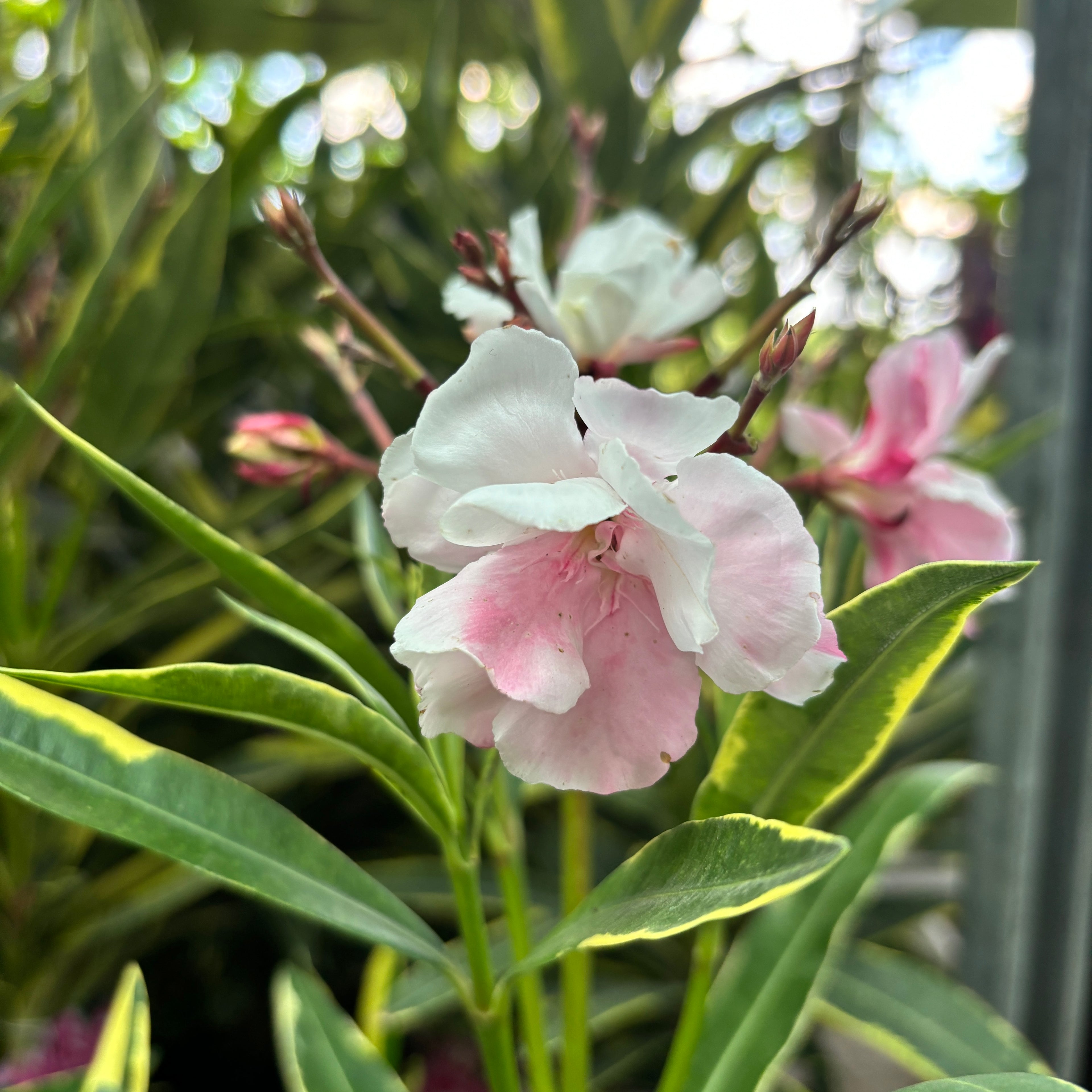 Λεάνδρος με διπλά ροζ άνθη, φύλλα ποικιλόχρωμα - δείγματα XL