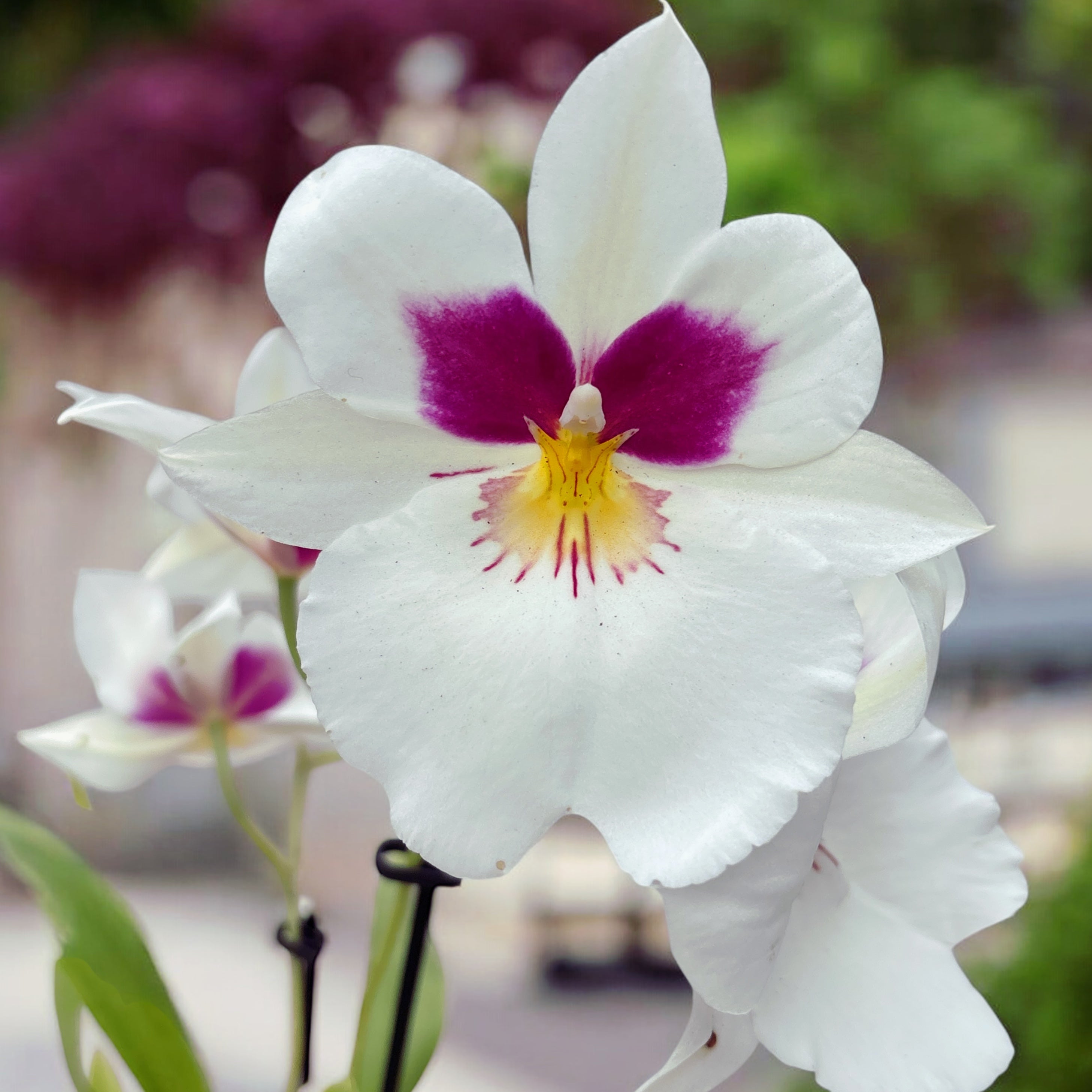 Miltoniopsis Herr Alexander - fragrant