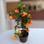 Abutilon 'Orange' (Floarea artar)