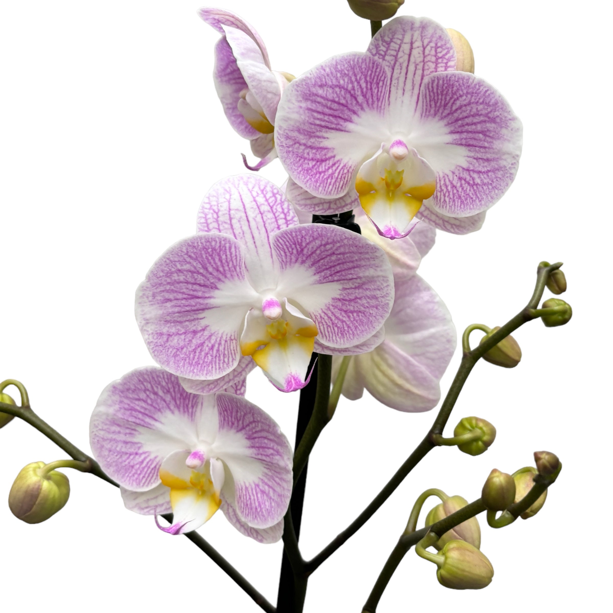 Phalaenopsis Timon