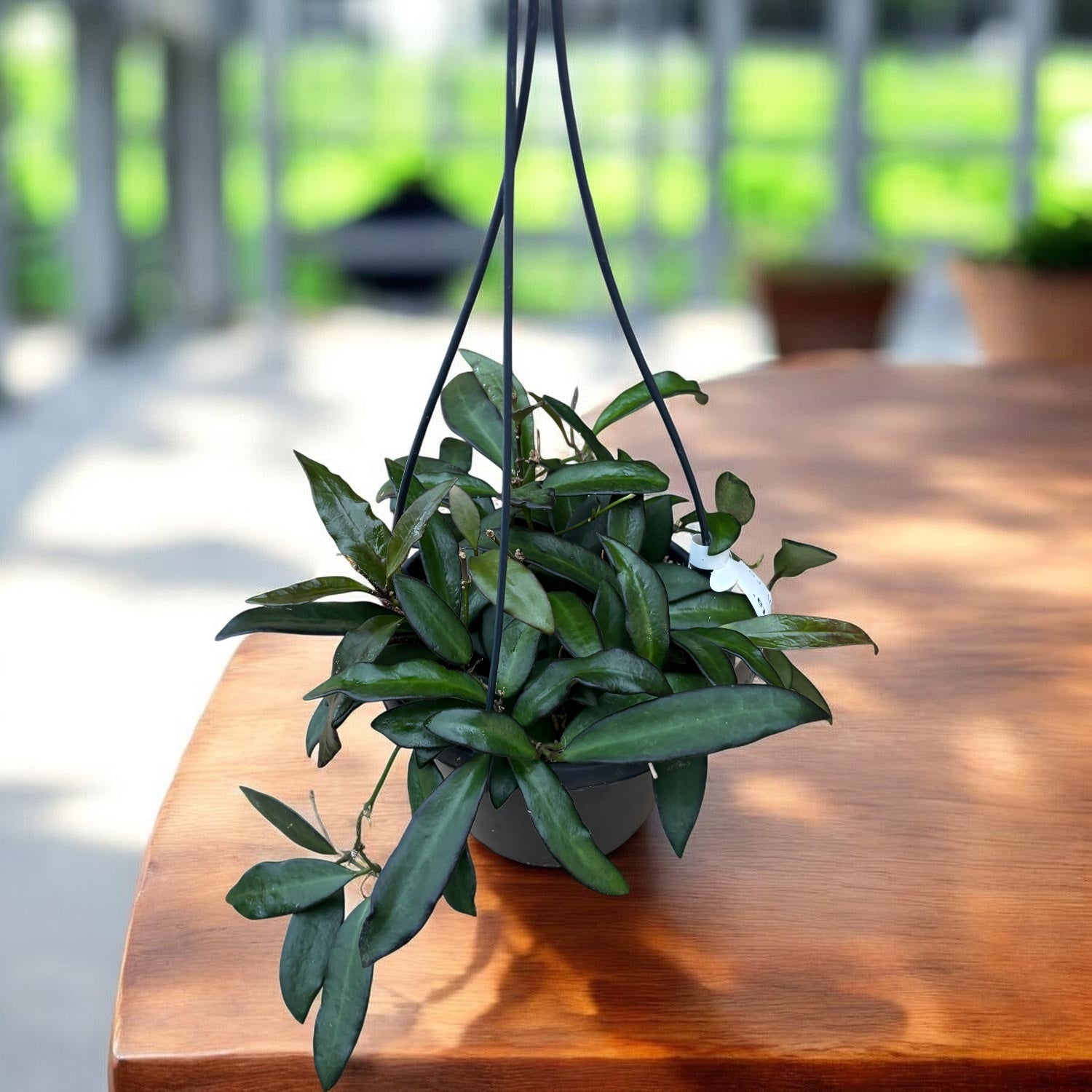Hoya 'Rosita' - veľké exempláre!! (5-7 rastlín/kvetináč)