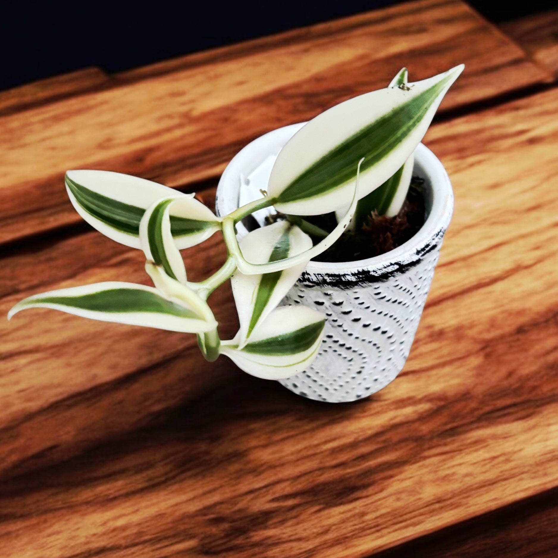 Vanilla planifolia 'Albo-Variegata' - Orhideea de vanilie