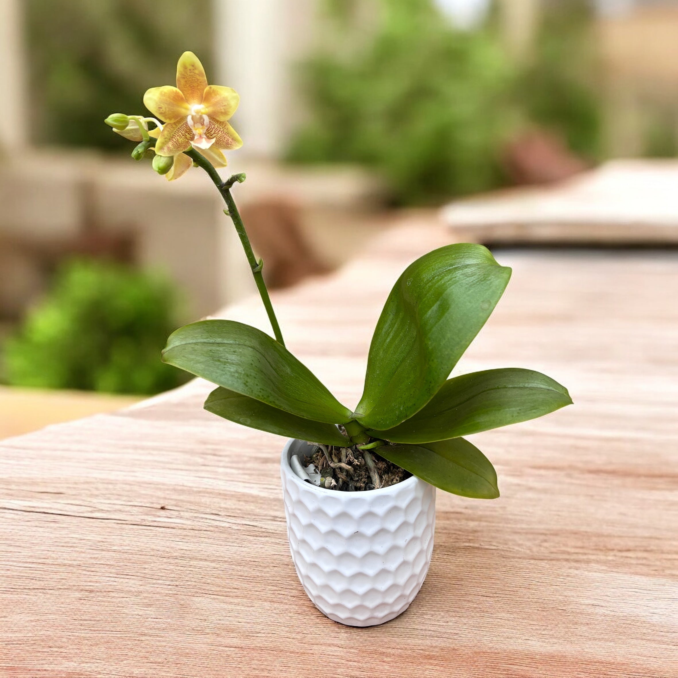 Phalaenopsis KS Fragrance (feuilles argentées) parfumé